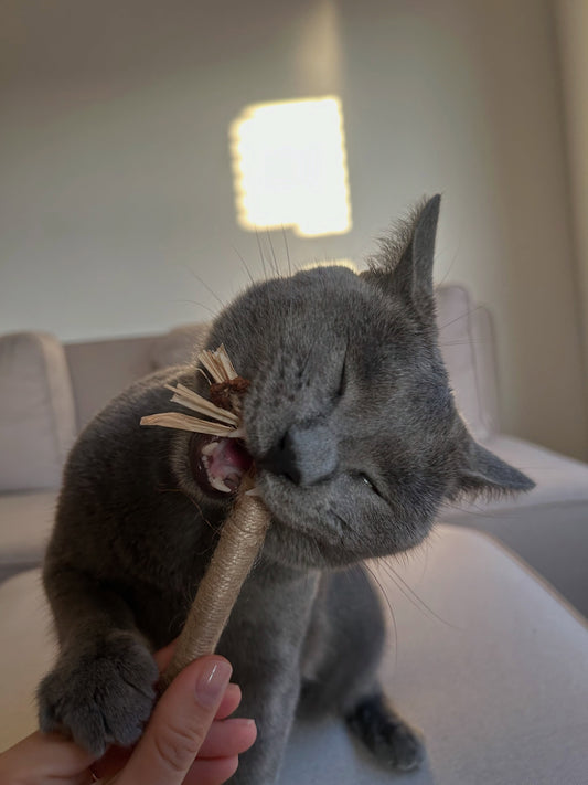Ремі гризе натуральну паличку мататабі Whisk для котів